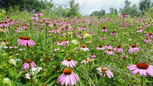 A vibrant field of pink coneflowers and white flowers, surrounded by lush green foliage under a cloudy sky.
