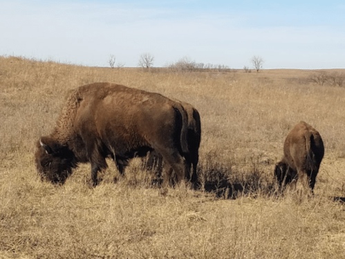 A large bison grazes alongside a smaller bison in a grassy field under a clear blue sky.