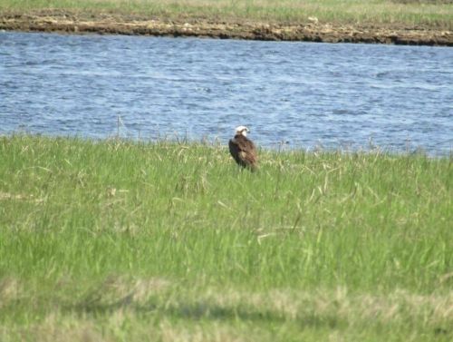 A bird stands in a grassy area near a body of water, surrounded by greenery.