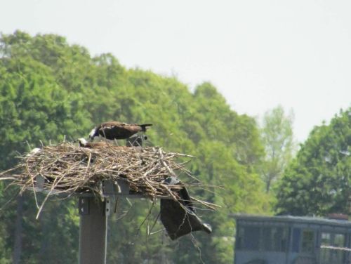 An osprey stands on a large nest made of twigs, surrounded by green trees and a distant building.