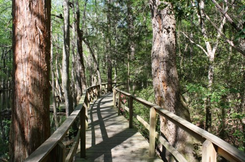 A wooden boardwalk winds through a lush green forest with tall trees and dappled sunlight.