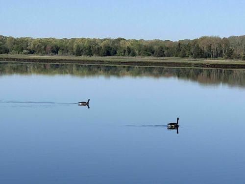 Two ducks swim peacefully on a calm lake, reflecting trees and blue sky in the water.