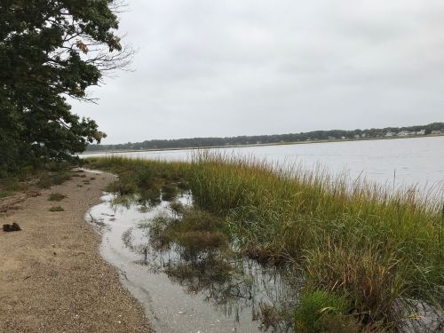 A serene shoreline with tall grasses, a calm waterway, and a cloudy sky in the background.