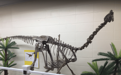 A dinosaur skeleton displayed in a museum, with a background featuring a dinosaur illustration and decorative plants.