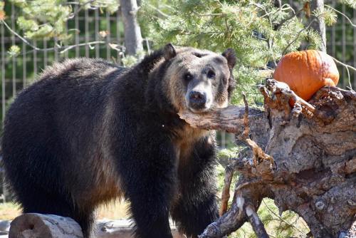 A bear rests its head on a log near a pumpkin, surrounded by trees in a natural setting.