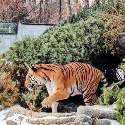A tiger walks through a rocky area covered with greenery, surrounded by a winter landscape.