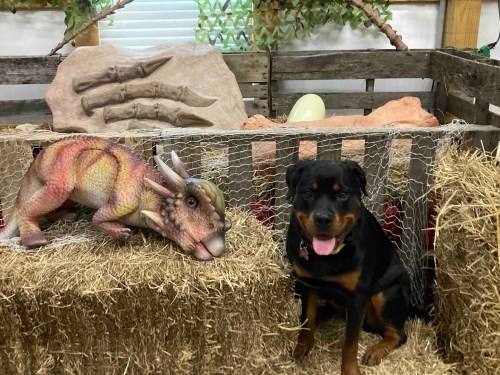 A Rottweiler sits beside a toy dinosaur in a rustic setting with hay and decorative rocks.