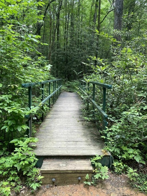 A wooden bridge surrounded by lush green foliage in a dense forest.