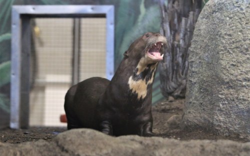 A large otter-like animal with a dark coat and a light-colored throat, positioned near a rock in a natural habitat setting.