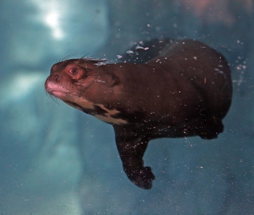 A playful otter swims underwater, bubbles surrounding its sleek body and whiskered face.