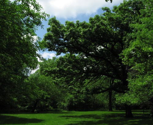 Lush green trees under a bright sky, with sunlight filtering through the leaves in a serene park setting.