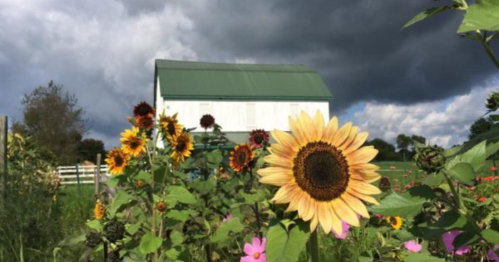 A field of sunflowers in front of a white barn under a dramatic, cloudy sky.