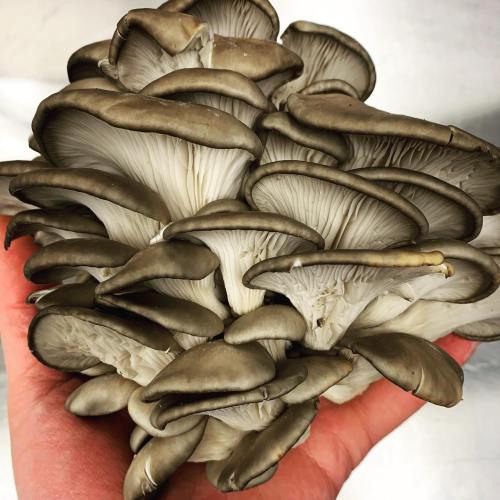 A hand holding a large cluster of grayish-brown oyster mushrooms with wavy caps and white gills.