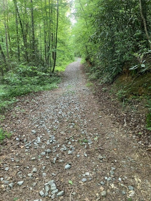 A gravel path winding through a lush green forest, surrounded by trees and foliage.