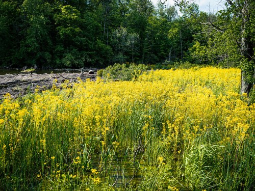 A vibrant field of yellow wildflowers surrounded by lush greenery and trees under a clear blue sky.