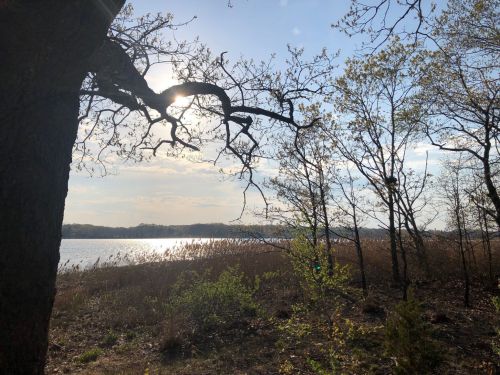 A serene lakeside scene with trees, sunlight reflecting on the water, and tall grasses in the foreground.