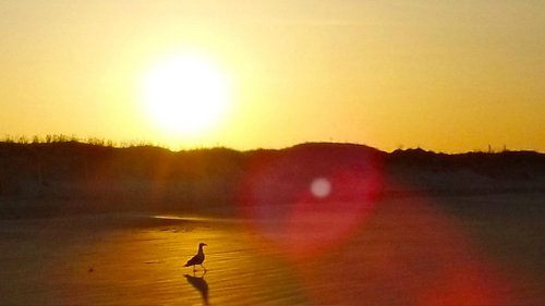 A silhouette of a seagull walking on the beach at sunset, with the sun glowing in the background.