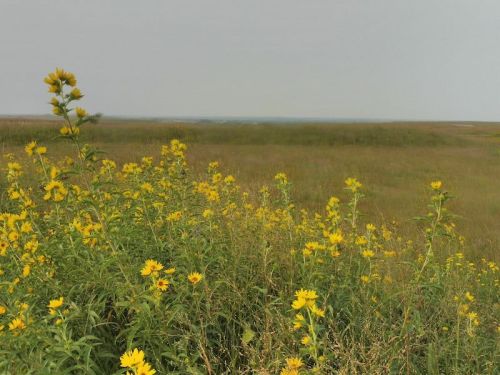 A field of yellow wildflowers in a grassy landscape under a gray sky, stretching into the distance.