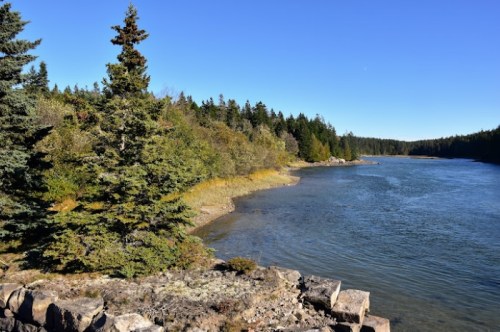 A serene river scene with lush trees lining the banks under a clear blue sky.
