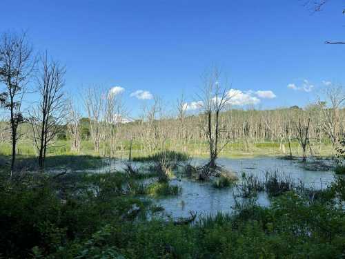 A serene wetland scene with bare trees, green vegetation, and a clear blue sky with scattered clouds.