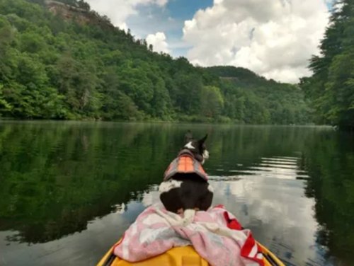 A dog in a life jacket sits on a kayak, gazing at a serene lake surrounded by lush green trees and clouds.