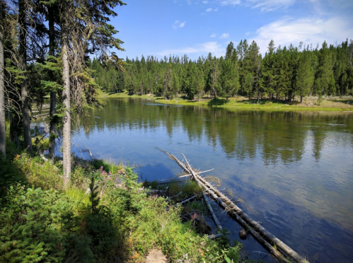 A serene river scene surrounded by lush green trees and a clear blue sky, with fallen logs along the water's edge.