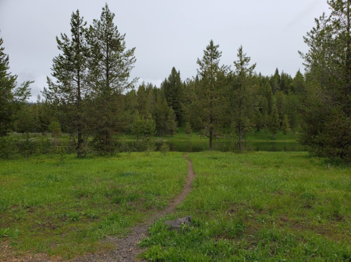 A winding dirt path through lush green grass and trees, leading to a serene pond in a forested area.