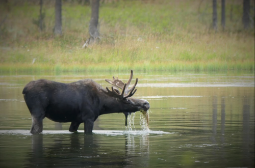 A moose wading in a calm lake, drinking water with its head lowered, surrounded by lush greenery.