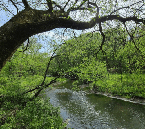 A serene river flows through a lush green forest, with a large tree arching over the water.
