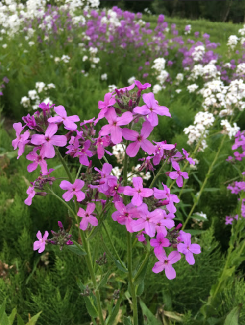 A cluster of vibrant pink flowers in a lush green field, surrounded by white flowers in the background.