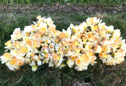 A cluster of yellow and orange daffodils arranged on green grass.