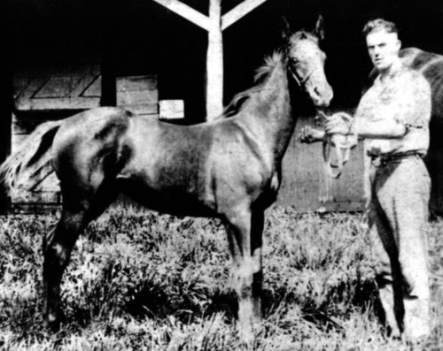 A man stands beside a young horse in a grassy area, with a barn visible in the background.