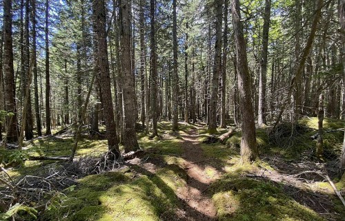 A serene forest path winding through tall trees and lush green moss, dappled sunlight filtering through the leaves.