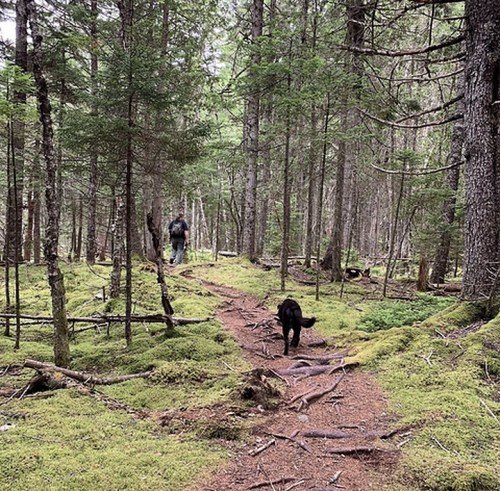 A person walks on a forest trail with a black dog, surrounded by lush greenery and tall trees.