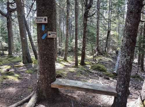 A wooden bench in a forest with signs pointing to "Alaska Cove" and "Parking Lot" among trees and moss.