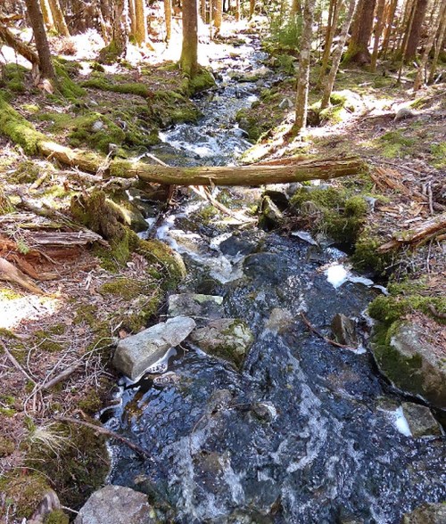 A serene forest stream flows over rocks, with moss-covered banks and a fallen log crossing the water.