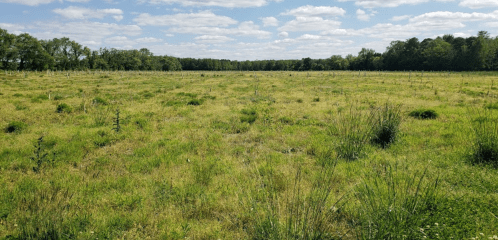 A wide, open field with tall grass and scattered shrubs under a blue sky with fluffy clouds.