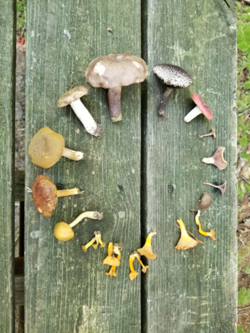 A variety of mushrooms arranged in a circular pattern on a wooden surface.