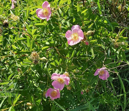 A cluster of pink wildflowers surrounded by green leaves in a sunny outdoor setting.