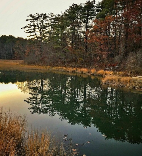 A serene pond surrounded by trees, reflecting autumn colors and grasses under a soft evening light.