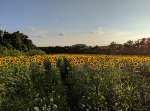A vibrant field of sunflowers under a clear sky, surrounded by greenery and distant hills.