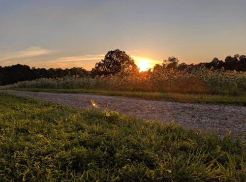 A gravel path leads through a field of sunflowers at sunset, with vibrant colors in the sky and lush greenery.