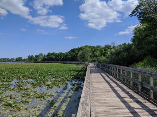 A wooden boardwalk stretches over a serene lake covered with lily pads, surrounded by lush greenery and blue skies.
