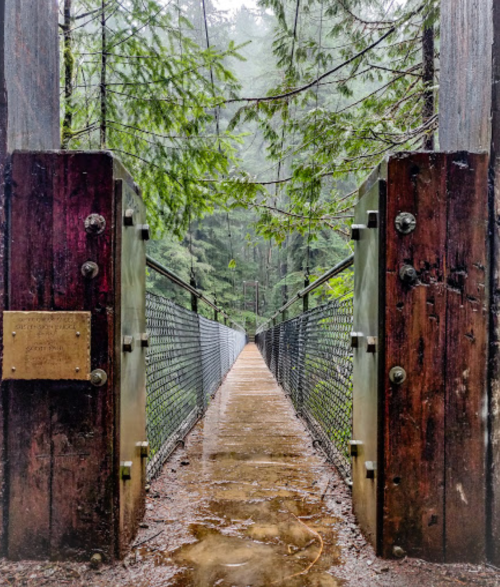 A misty forest scene featuring a wooden suspension bridge surrounded by tall trees.