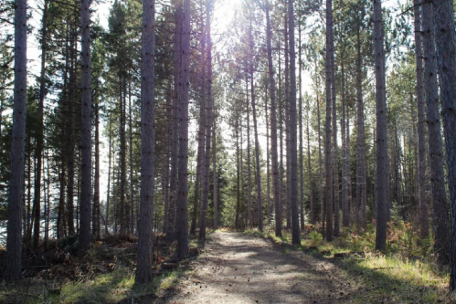 A sunlit forest path surrounded by tall pine trees, with greenery along the trail.