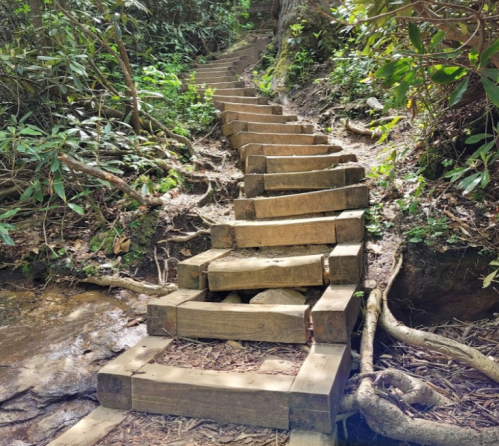 Wooden steps lead up a forested path, surrounded by lush greenery and tree roots.