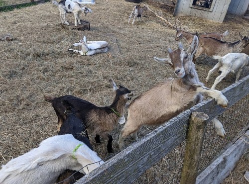 A group of goats in a barnyard, some grazing and others playfully interacting near a wooden fence.