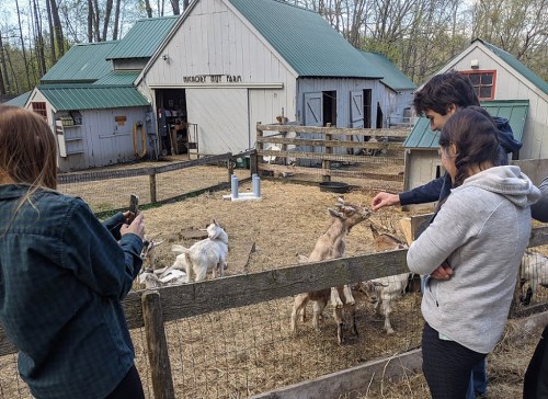 Two people feed goats at a farm while another takes a photo. A barn and fenced area are in the background.