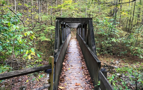 A wooden bridge surrounded by trees and fallen leaves, leading into a lush, green forest.