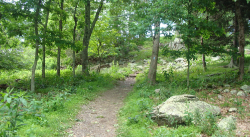 A winding dirt path through a lush green forest, surrounded by trees and large rocks.